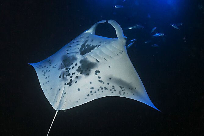 Sunset Manta Ray Tour in Kailua-Kona - Snorkeling Equipment and Wetsuit