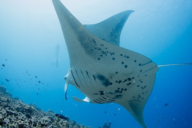 Sunset Manta Ray Tour in Kailua-Kona - Tour Logistics and Accessibility