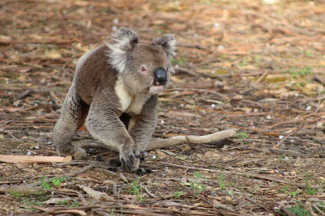 Sunset Nocturnal Adventure Tour - What to Expect from the Sunset Nocturnal Adventure