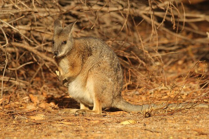 Sunset Nocturnal Adventure Tour - Final Thoughts