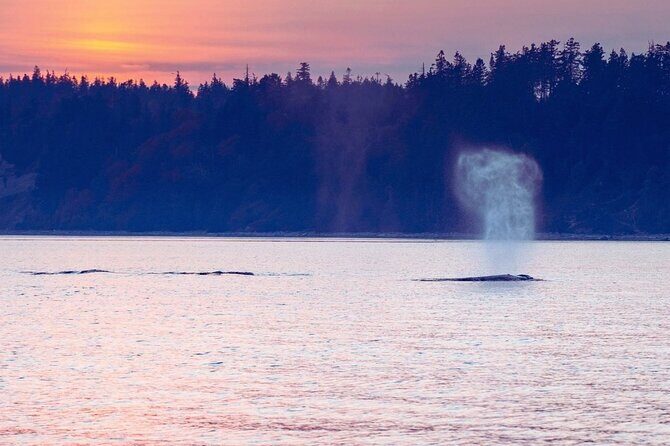 Sunset on the Salish Sea Tour in Campbell River - Key Points