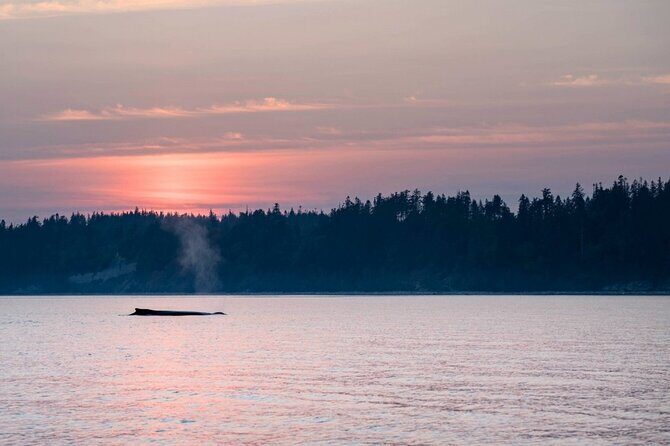 Sunset on the Salish Sea Tour in Campbell River - Who Will Love This Tour?