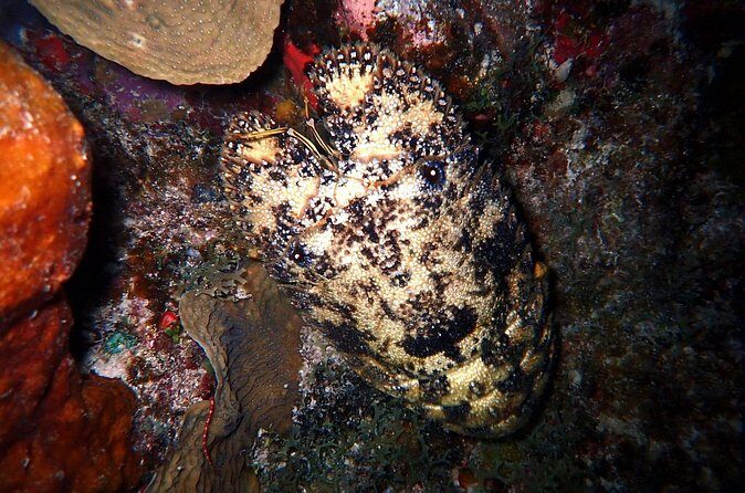 Sunset on the Water + Night Snorkeling with Guide in St. Thomas - FAQs