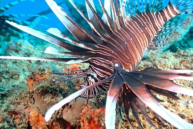 Sunset Snorkeling - Meeting Point and Timing Details