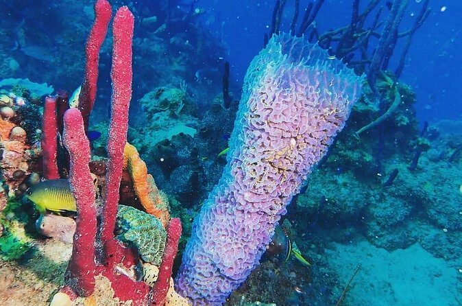 Sunset Snorkeling - The Value of the Tour