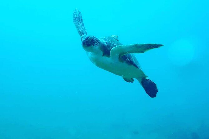 Sunset Snorkeling - Who Should Book This Tour?