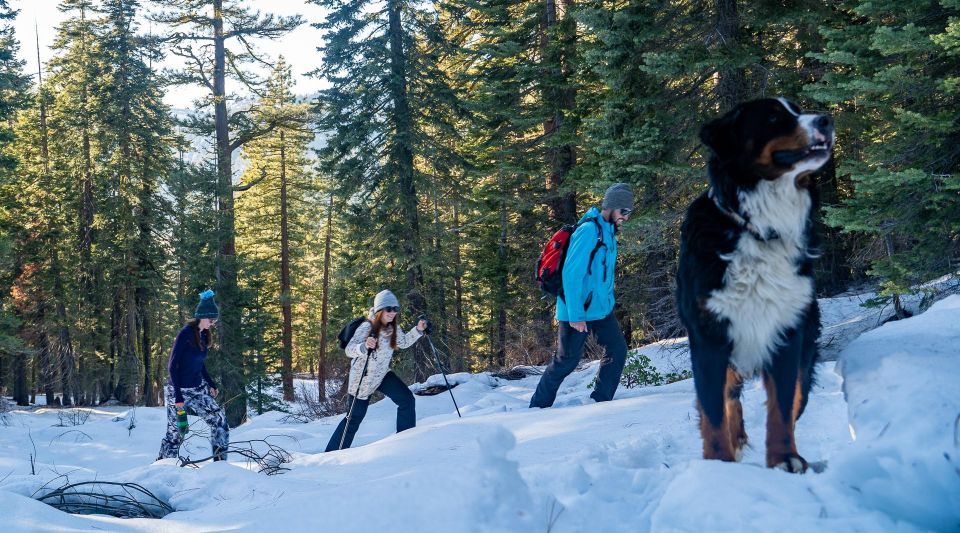 Sunset Snowshoe Guided Hike - Trail Experience