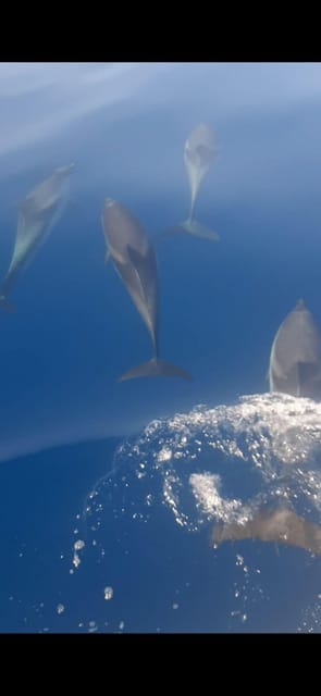 Sunset Tour in Search of Dolphins With Aperitif - Inclusions and Requirements