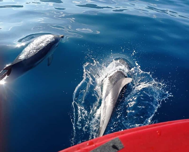 Sunset tour in search of dolphins with aperitif - What Travelers Love About This Tour