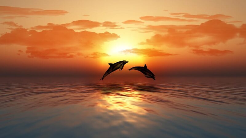 SUNSET TOUR WITH DOLPHIN WATCHING - Refreshments and Sunset Views