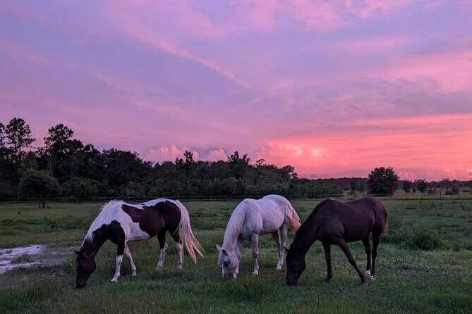 Sunset Trail Ride and Campfire Experience at Rock Springs - Weather and Cancellation Policy