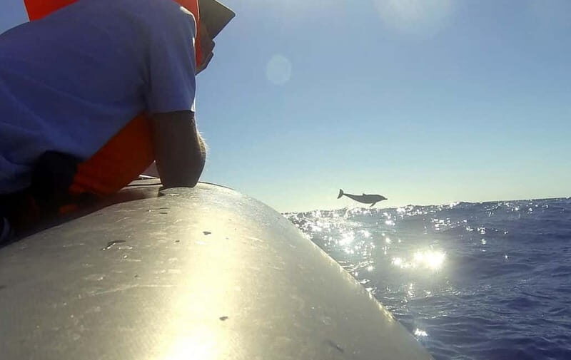 Sunset Trip + Dolphin & Whale Watching - Speed Boat - An In-Depth Look at the Experience