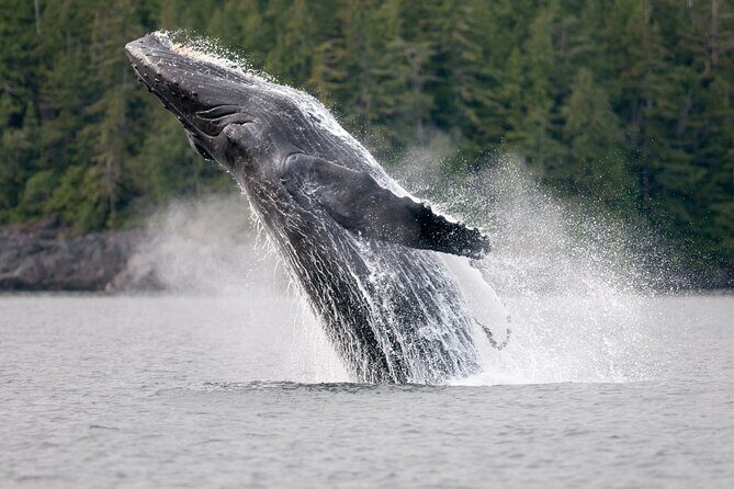 Sunset Whale and Wildlife Adventure in Cowichan Bay - Who Is This Tour Best For?