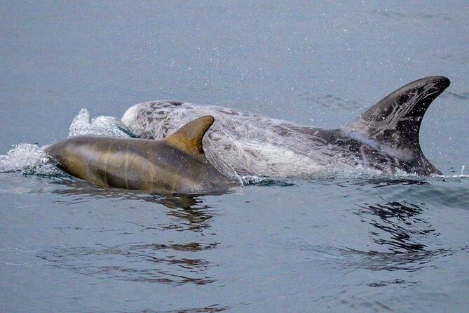 Sunset Whale Watch Tour in Monterey - Inclusions and Amenities Provided