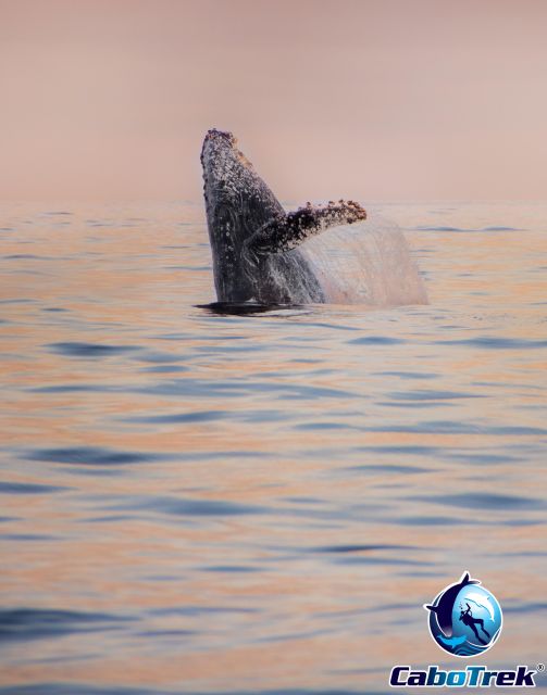 Sunset Whale Watching Cruise in Cabo San Lucas - Meeting Point and Directions