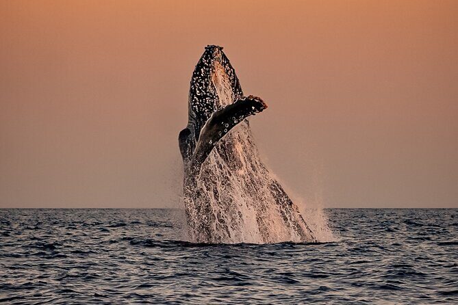 Sunset Whale Watching in Cabo San Lucas - Sunset Whale Watching in Cabo San Lucas: An Honest Review