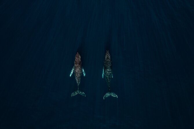 Sunset Whale Watching in Cabo San Lucas - Key Points