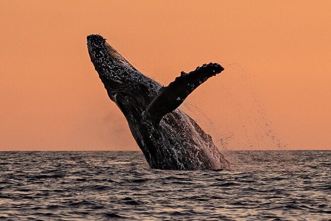 Sunset Whale Watching in Cabo San Lucas - What the Tour Includes and What to Consider