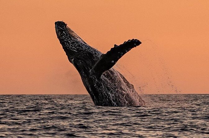 Sunset Whale Watching in Cabo San Lucas - Who will Love This Tour?