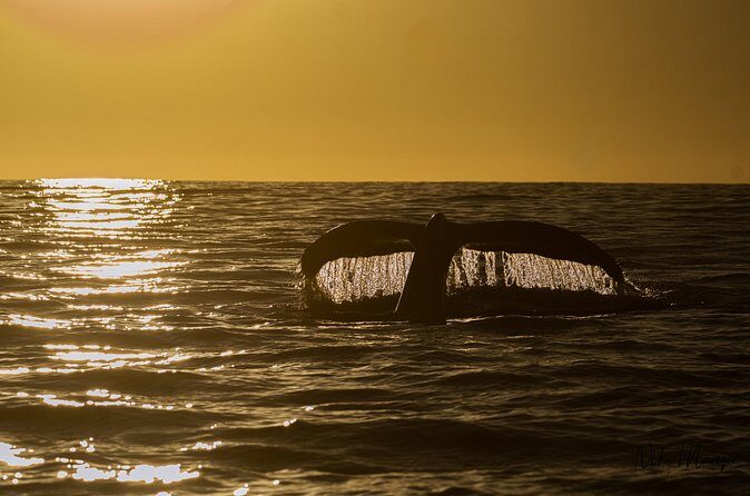 Sunset Whale Watching in Cabo San Lucas - Final Thoughts