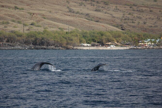Sunset Whale Watching Shared Activity - Who Will Love This Tour?