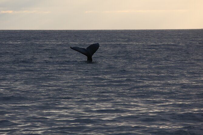 Sunset Whale Watching Shared Activity - The Sum Up