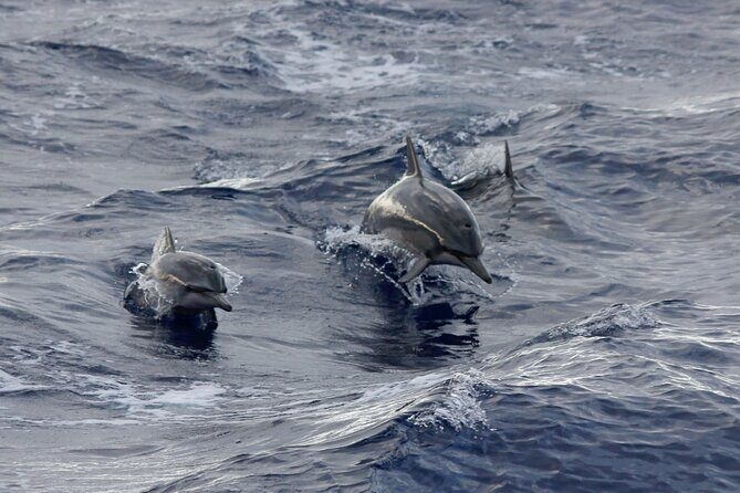 Sunset Whale Watching Shared Activity - FAQ