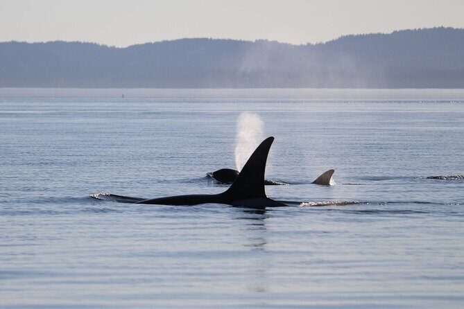 Sunset Zodiac Tour - Authentic Marine Exploration on a Zodiac