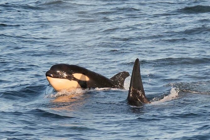 Sunset Zodiac Tour - The Value and Booking