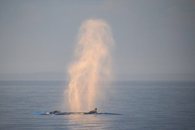 Sunset Zodiac Tour - Authentic Reviews Reflecting Genuine Joy