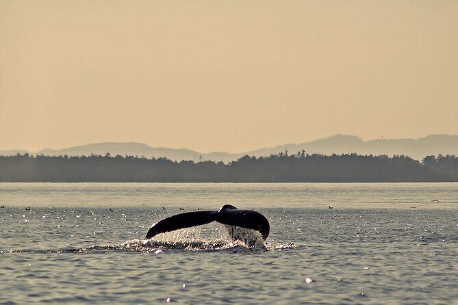 Sunset Zodiac Tour - FAQ