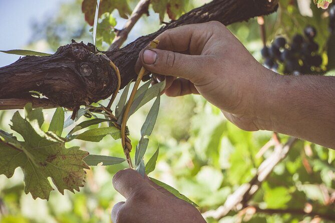 Sunsets Wine Tasting at Tagliafierro Winery - Summing Up: Who Will Love This Experience?