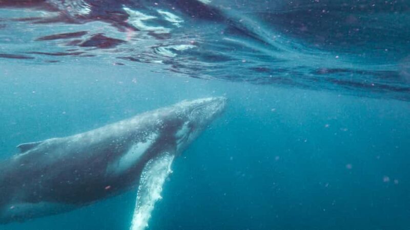 Sunshine Coast: Humpback Whale Cruise And Swim - Introduction