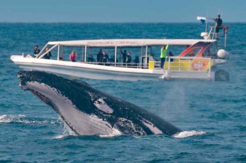Sunshine Coast: Humpback Whale Cruise And Swim - Key Points
