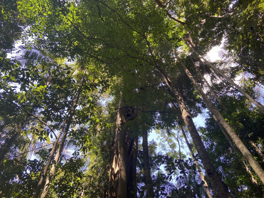 Sunshine Coast: Maleny Village and Kondalilla Falls Tour - Key Points