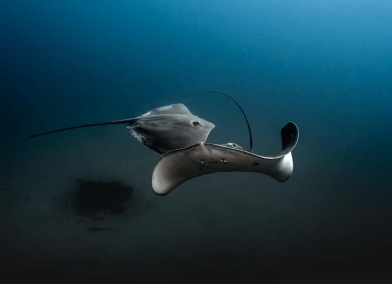 Sunshine Coast: Scuba Dive the Ex-HMAS Brisbane Ship Wreck - An Overview of the Ex-HMAS Brisbane Experience