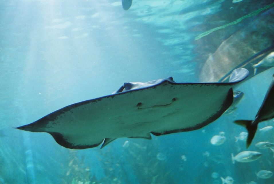 Sunshine Coast: SEA LIFE Sunshine Coast Entry Ticket - Booking Information and Policies
