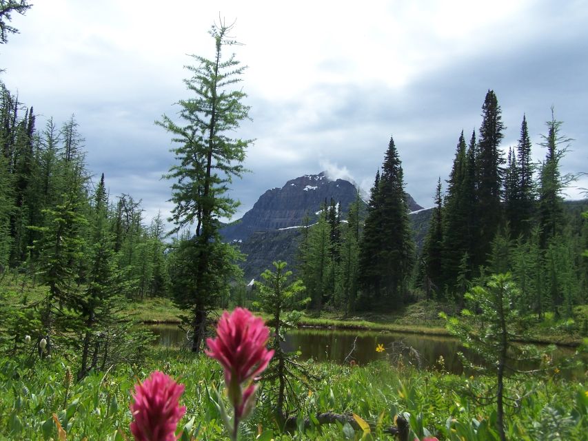 Sunshine Meadows Daily Guided Hike With Gondola - Inclusions and Duration
