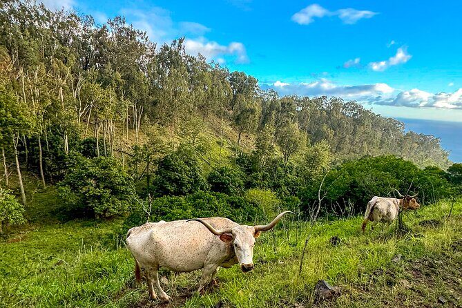 Sunshine Mountain Vista Horseback Trail Ride on Oahu - What Is This Tour Really About?