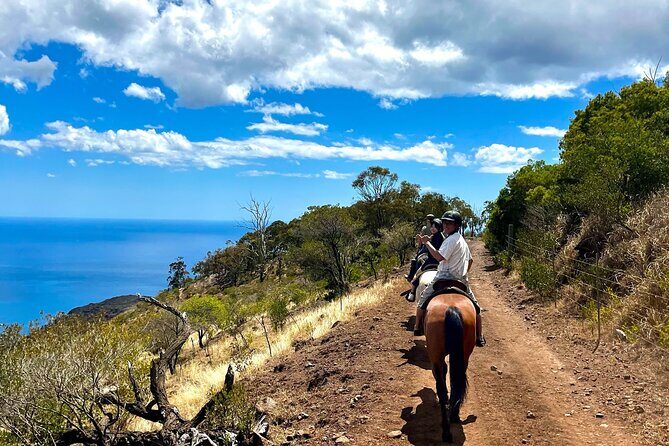 Sunshine Mountain Vista Horseback Trail Ride on Oahu - The Horses and Riding Experience