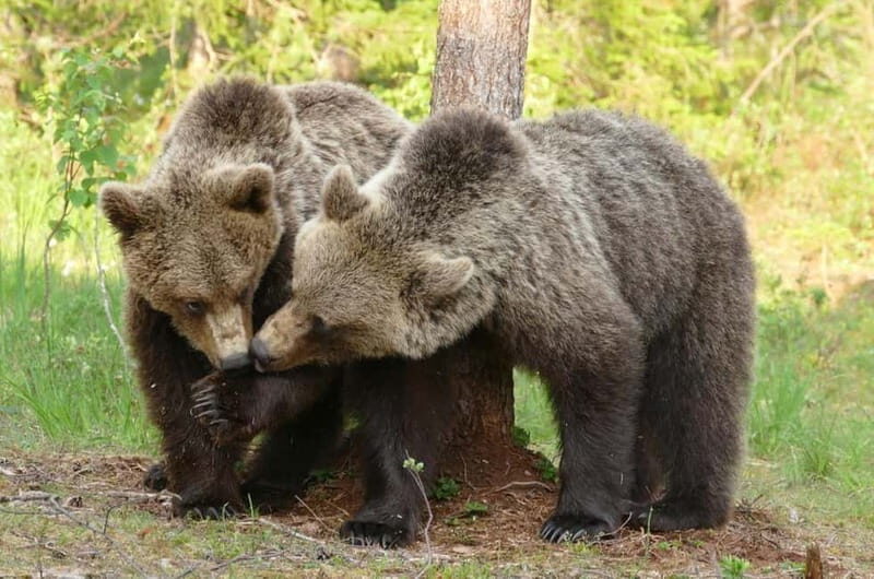 Suomussalmi, Finland: Bear Watching and photography night - An In-Depth Look at the Finland Bear Watching Tour