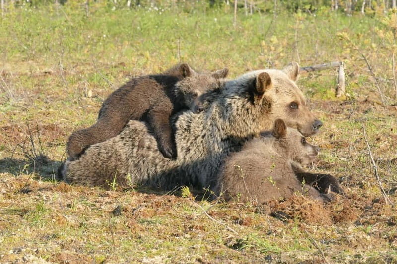 Suomussalmi, Finland: Bear Watching and photography night - FAQ