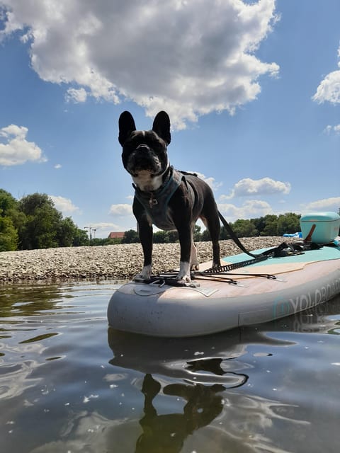 SUP Station Würzburg: SUP board rental, courses, training directly on the Main - The Sum Up