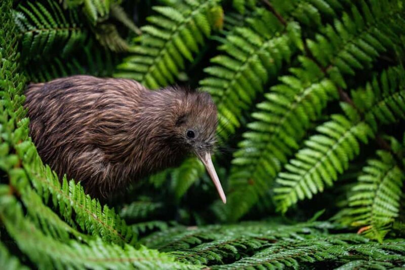 SUPER DEAL: Ruakuri Caves, Te Puia Rotorua & Blue Springs - Authenticity and Reviews