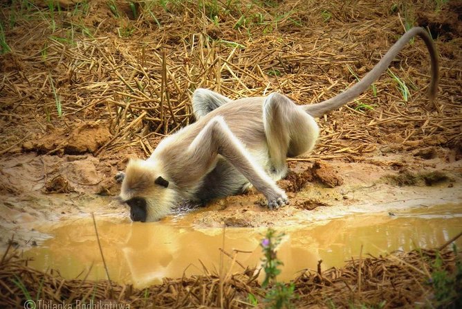 Super Luxury Jeep Safari at Yala National Park - Luxury Safari Experience