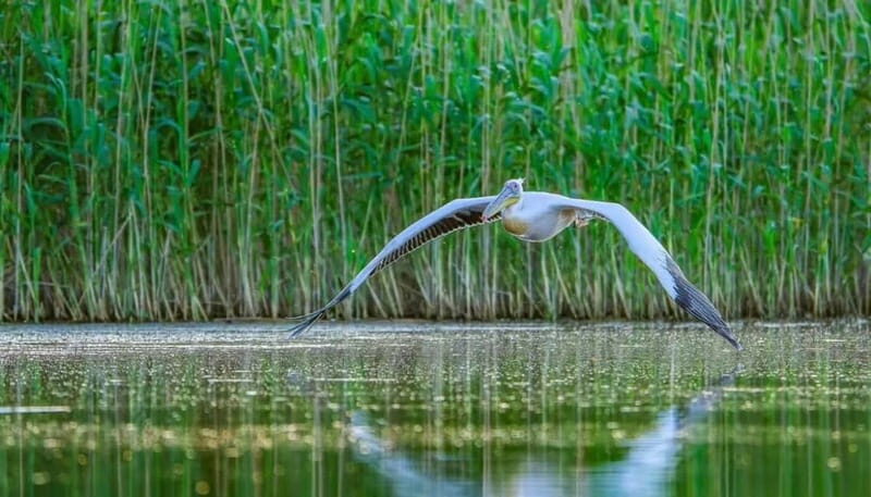 SUPER TOUR: Day Trip to Danube Delta - The Practicalities: What to Know Before You Go