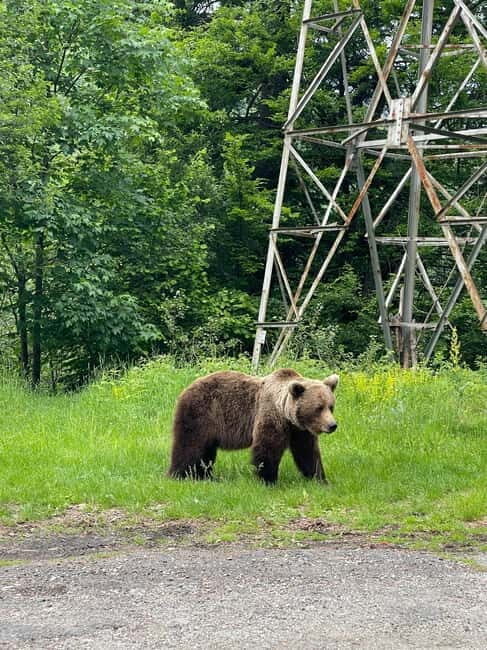 SUPER TOUR: Top Gear Road with Wild Bears Sightseeing - FAQ