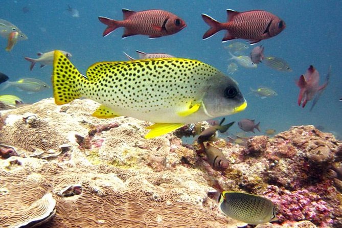 Super Zanzi (3-IN-1): Prison, Vanishing Island & Stone Town - Zanzibar - Food and Dining Options