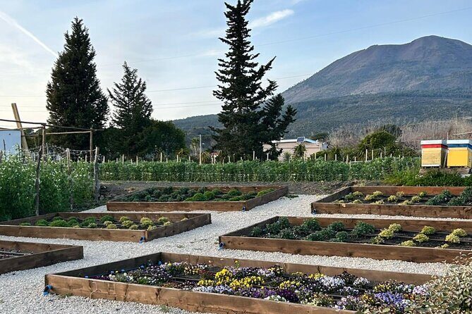 Superior Wine Tasting with Lunch on the slopes of Mt. Vesuvius - Exploring the Vesuvius Vineyards: A Closer Look