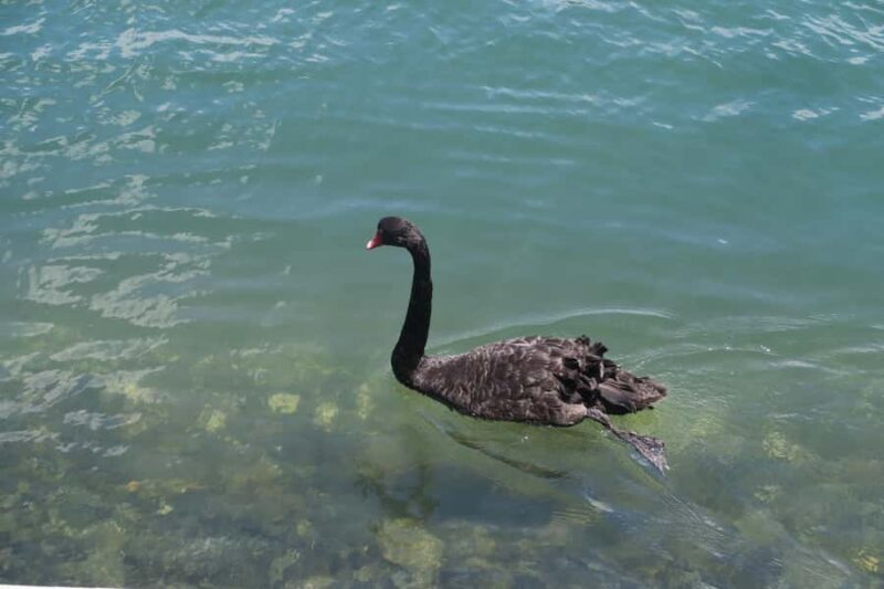 Surfers Paradise: Sightseeing Midday River and Canal Cruise - Practical Tips for Travelers